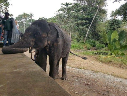 sri lanka elephant