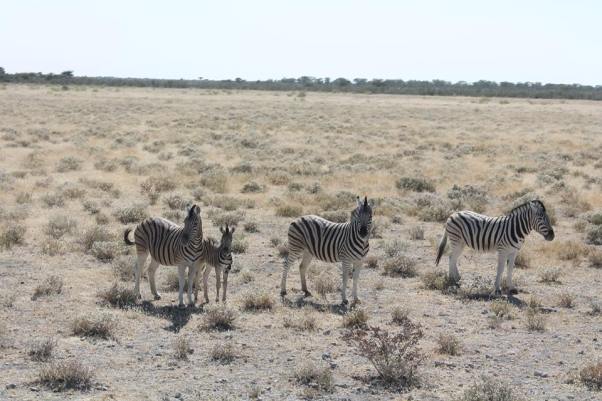 28512144_10156225552472072_1170624008_n