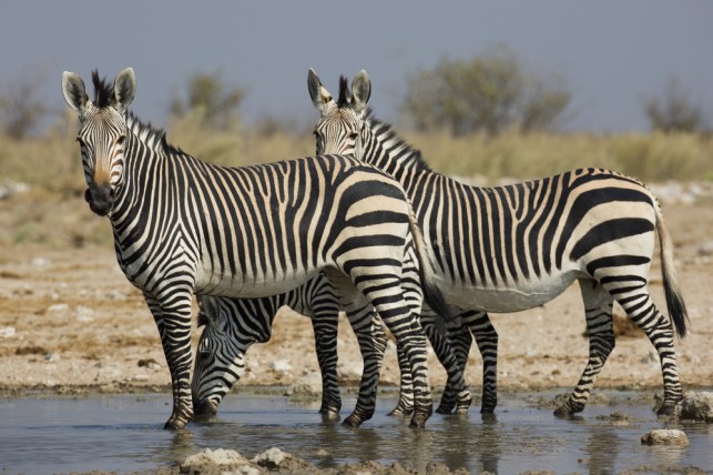 Hartmanns-Mountain-Zebra