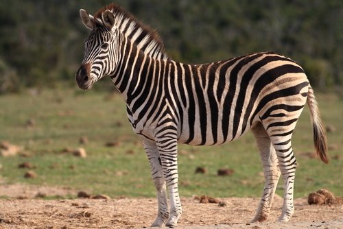 zebra