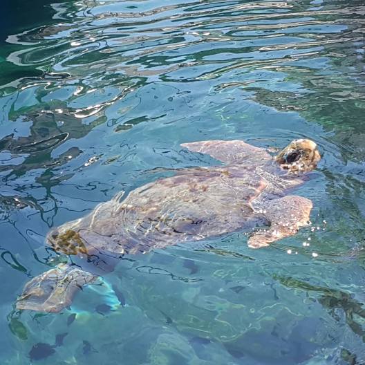 36114201_1949600308392465_3504888966476201984_n