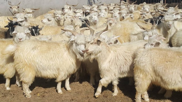 44052398_466516774175667_4186656643225747456_n