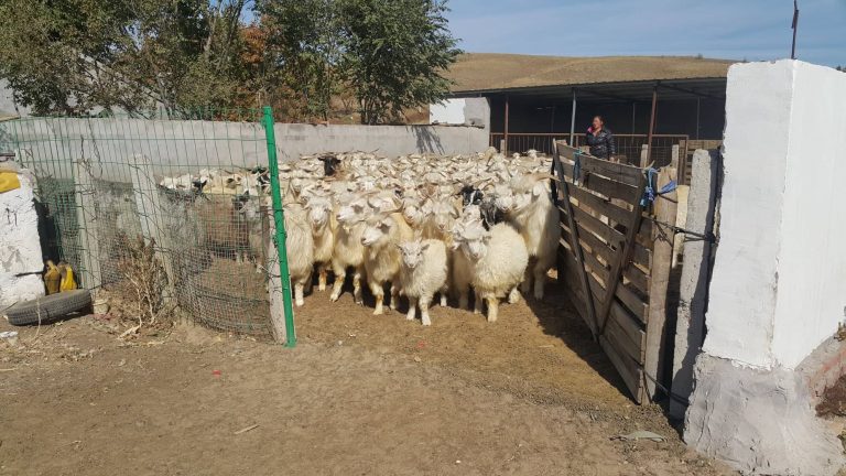 44072974_776900539368754_5818049801098362880_n