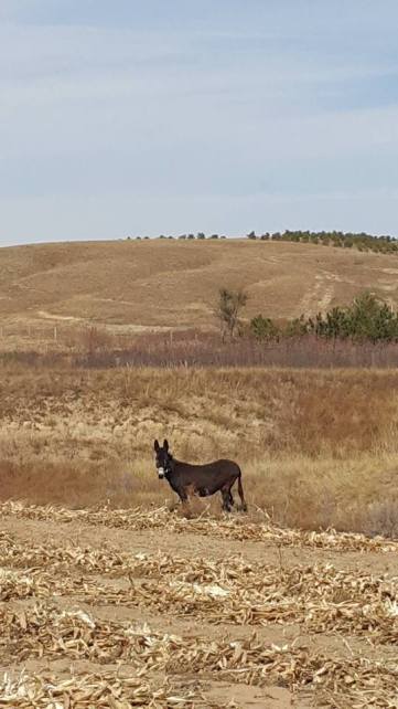 44186007_725612931122670_7978868313235128320_n