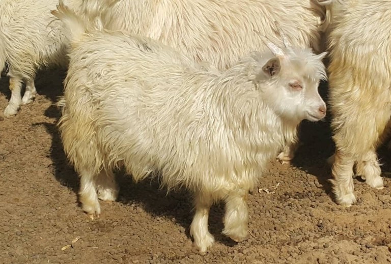 44193197_314067112728513_2572383753275965440_n