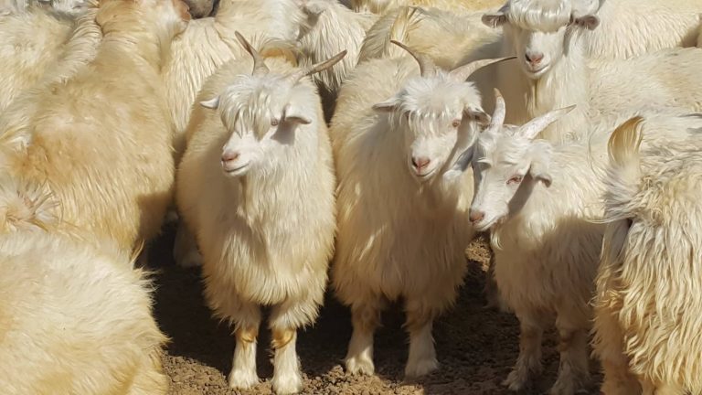 44234888_169104304024006_4145228011458789376_n