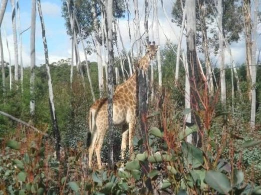 49452213_2590192520998446_8861467797457207296_n