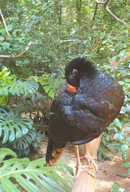 56337195_2097880220326819_4574201674171678720_n