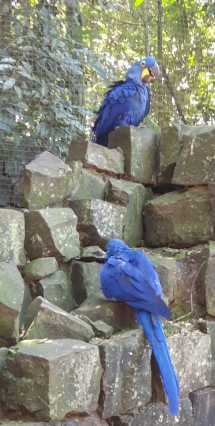 56391582_1324980010983580_3618954265541738496_n