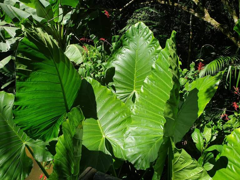 56524985_1348583111947789_8589079794723848192_n