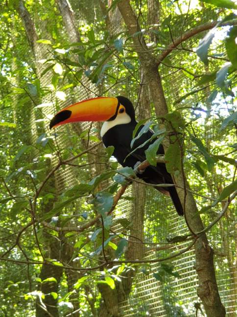 56718502_2322371148088044_8620245060971134976_n