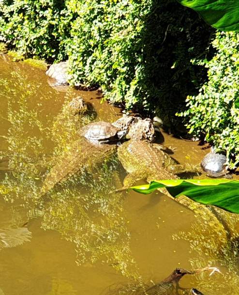 56869949_475684326302974_3172670750754603008_n