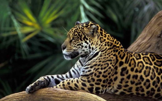 Accueil-D-coration-Art-Mur-Animaux-Jaguar-For-t-Tropicale-peinture-L-huile-Image-HD-Imprim.jpg_640x640