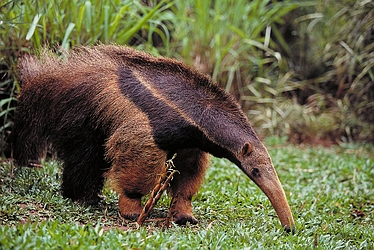 giant_anteater_4059_1__1247084372
