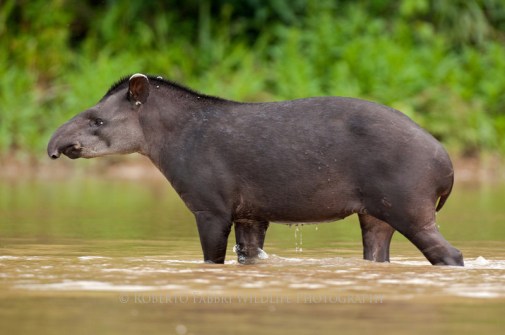 South-American-Tapir-Tapirus-terrestris