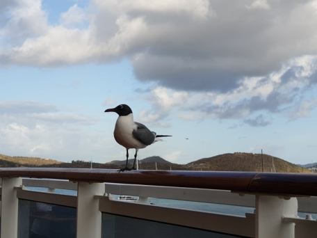 60197468_457746334976820_3700933590515712000_n