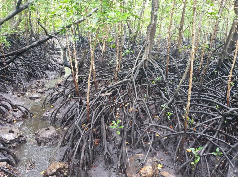 79108790_546854116161851_7674310537303293952_n