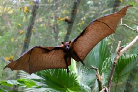 kidike-pemba-flying-fox-forest[1].jpg