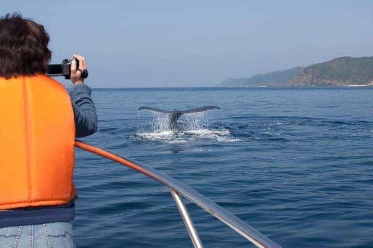 Whale_watching_in_cape_town-1024x682