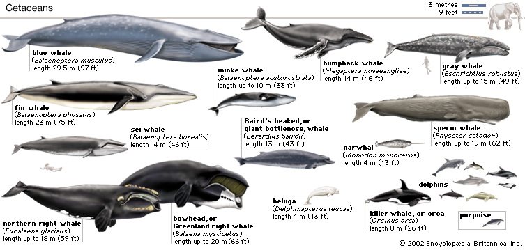 Whales[1]